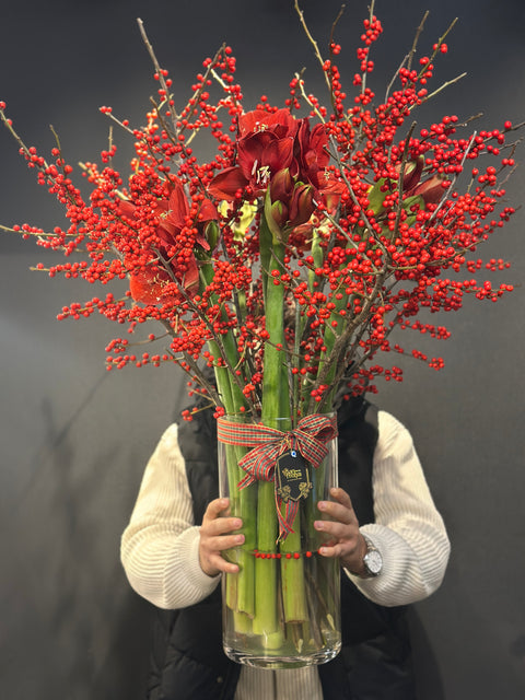 Imperial Amaryllis Ilex – Kırmızının En Asil Hali