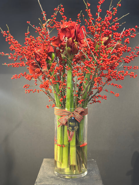 Imperial Amaryllis Ilex – Kırmızının En Asil Hali