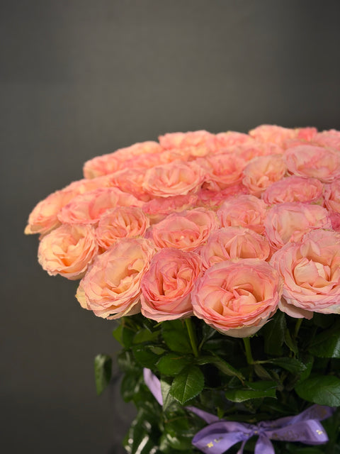 Blush Elixir – Esperance Roses’un Zarif İmzası