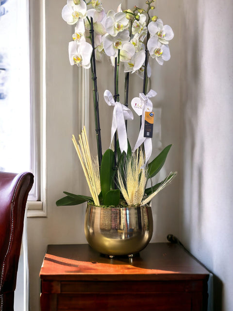 White Dutch Orchids in a 4-branched Gold Vase