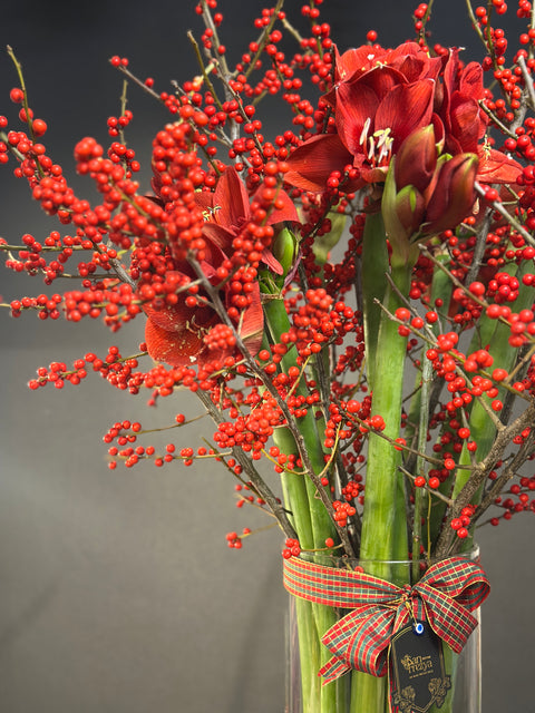 Imperial Amaryllis Ilex – Kırmızının En Asil Hali