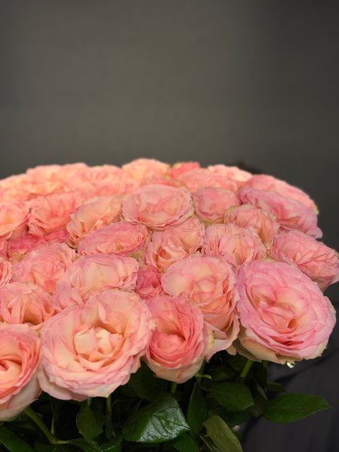 Blush Elixir – Esperance Roses’un Zarif İmzası