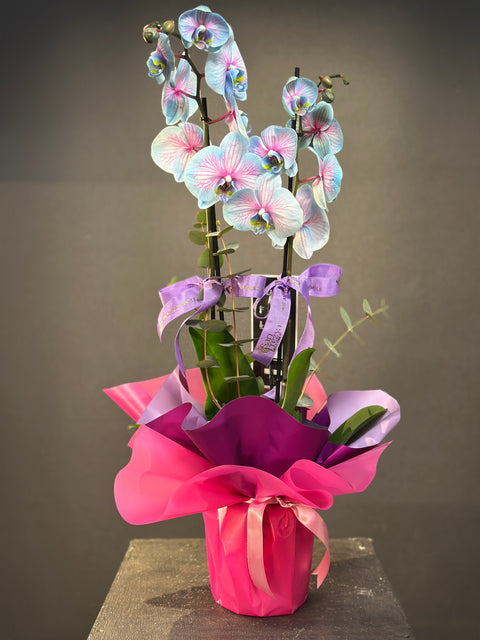 Blue Wonder 2 dallı Orkide