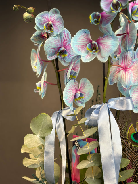 Blue Wonder Orkide 4 dallı