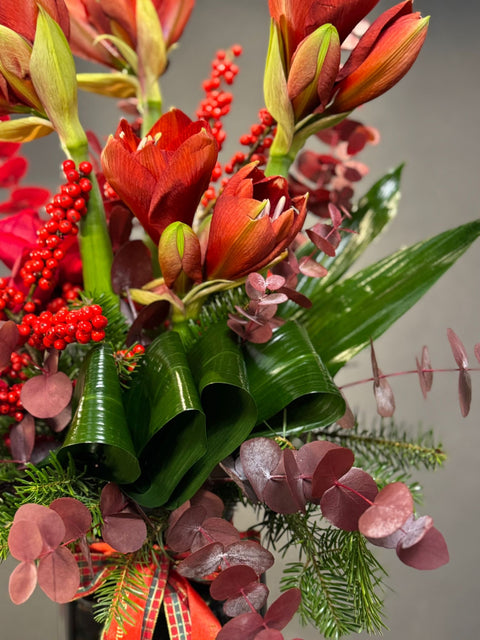 Scarlet Amaryllis – Gücün ve Zarafetin Kırmızı Yorumu