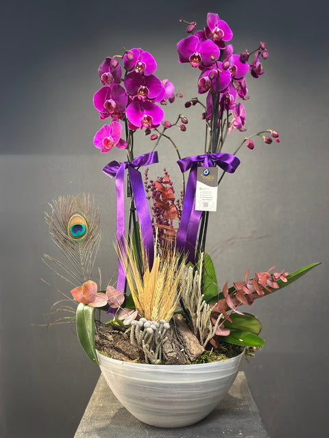 Özel Kasede 4 Dallı Fuşya Hollanda orkidesi