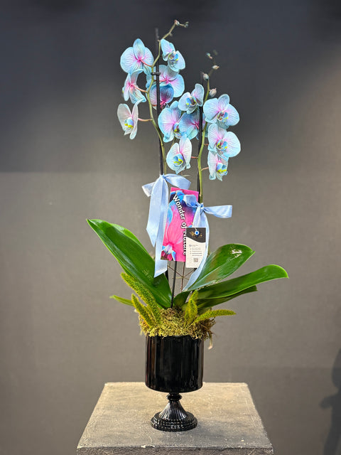 Blue Wonder Orchids
