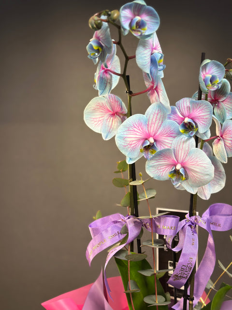 Blue Wonder 2 dallı Orkide