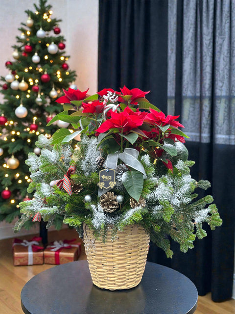 🎄 Winter Poinsettia Basket – Puansetya & Çam Yılbaşı Aranjmanı