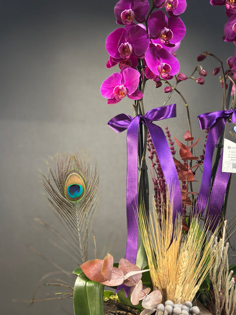 Özel Kasede 4 Dallı Fuşya Hollanda orkidesi