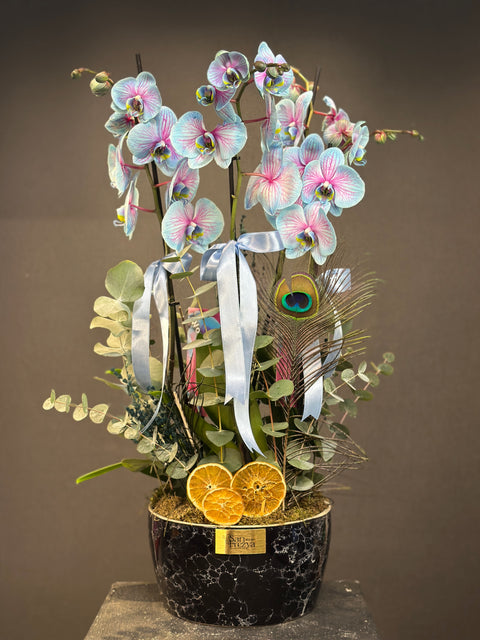 Blue Wonder Orkide 4 dallı