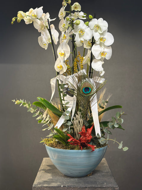 Özel Kasede 4 dallı Hollanda Orkidesi