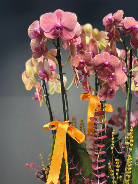 8 dallı SurfSong Orkide