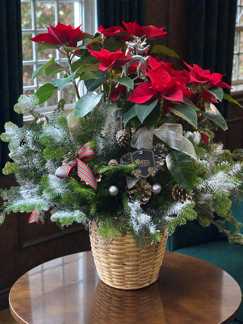 🎄 Winter Poinsettia Basket – Puansetya & Çam Yılbaşı Aranjmanı