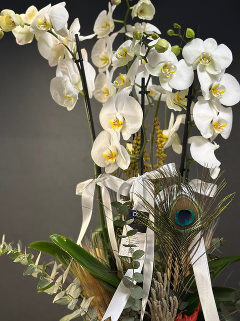 Özel Kasede 4 dallı Hollanda Orkidesi