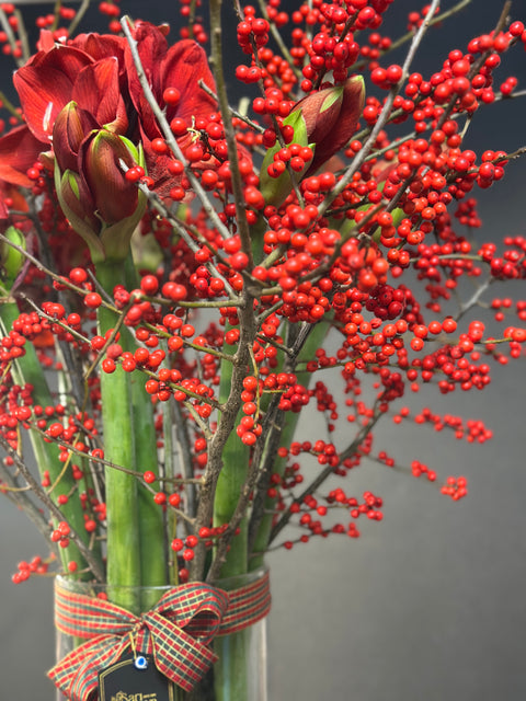 Imperial Amaryllis Ilex – Kırmızının En Asil Hali