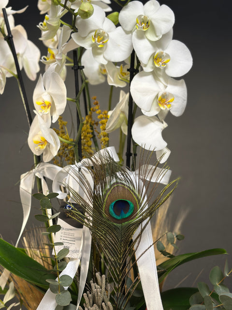 Özel Kasede 4 dallı Hollanda Orkidesi