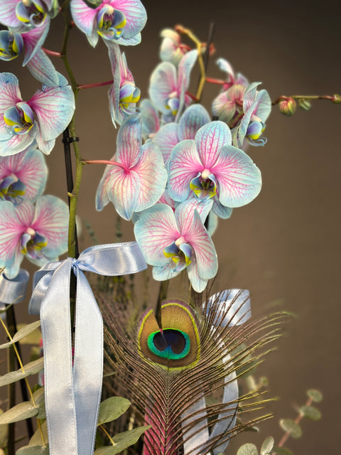 Blue Wonder Orkide 4 dallı