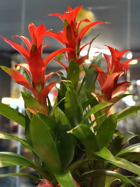 113 3-way Guzmania Plant