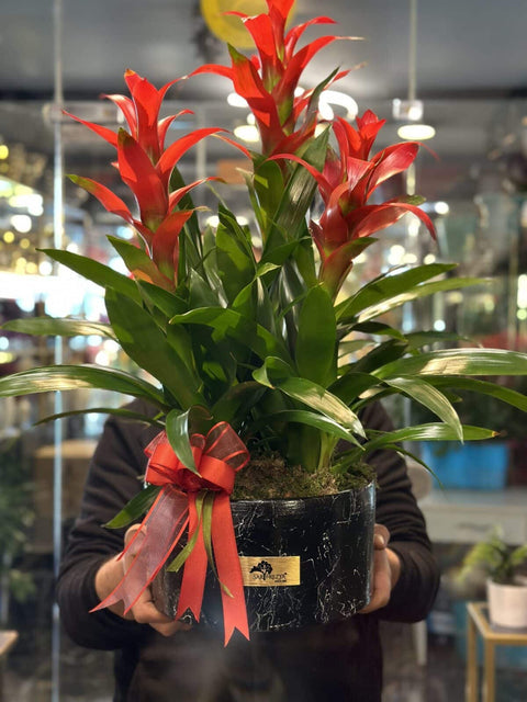 113 3-way Guzmania Plant