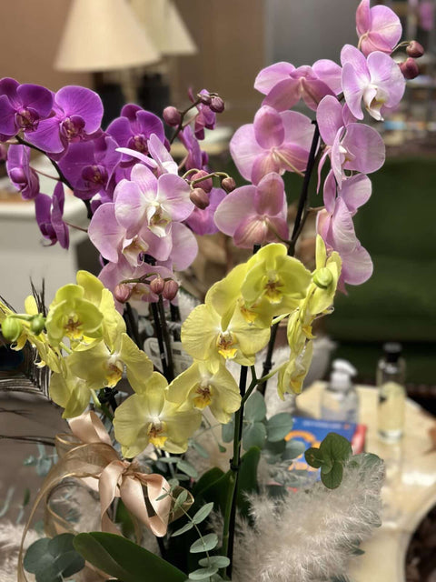 Luxury Orchids (Orchids)