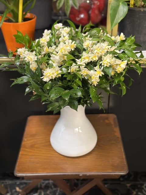 Daffodil Arrangement in Vase