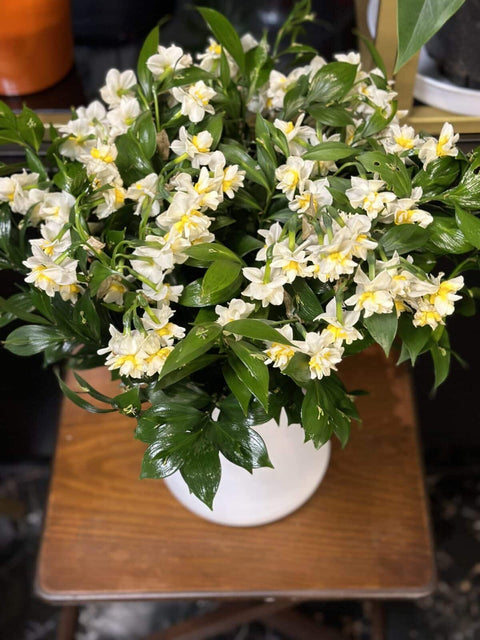 Daffodil Arrangement in Vase