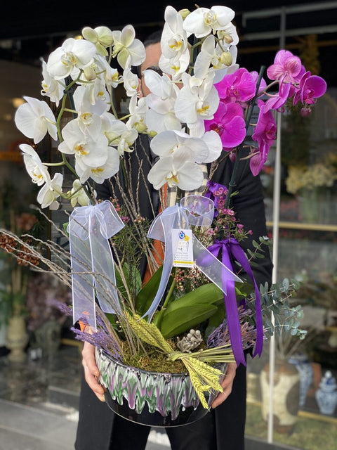 V.I.P Orchids 6 dallı