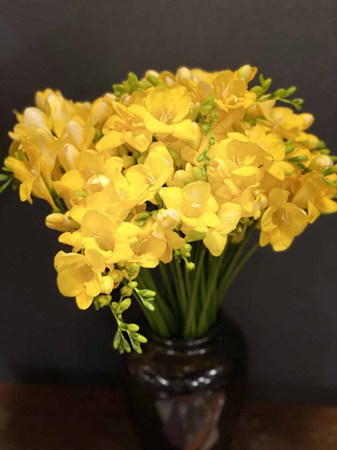 Yellow Freesia (Fresia)