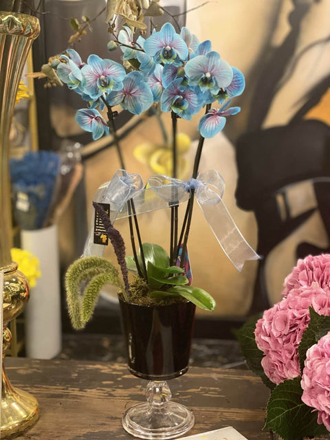 Blue Wonder Orchids