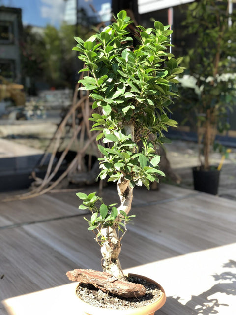 Bonsai S Gövde Ginseng 90 -100 cm