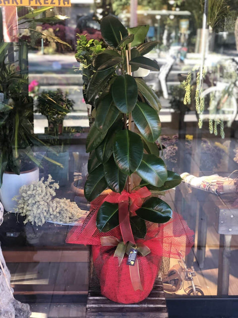 Rubber Flower (Ficus Elastica)