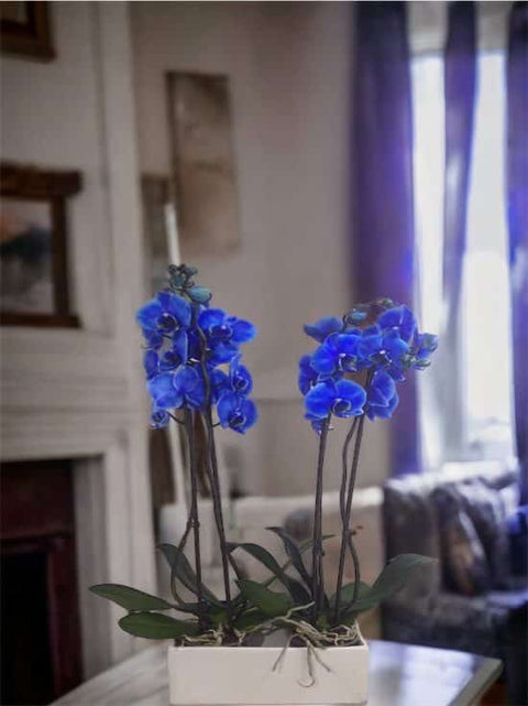 0121 4-branched blue orchid