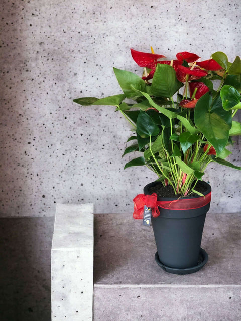 Red Anthurium in a Special Black Ceramic Pot