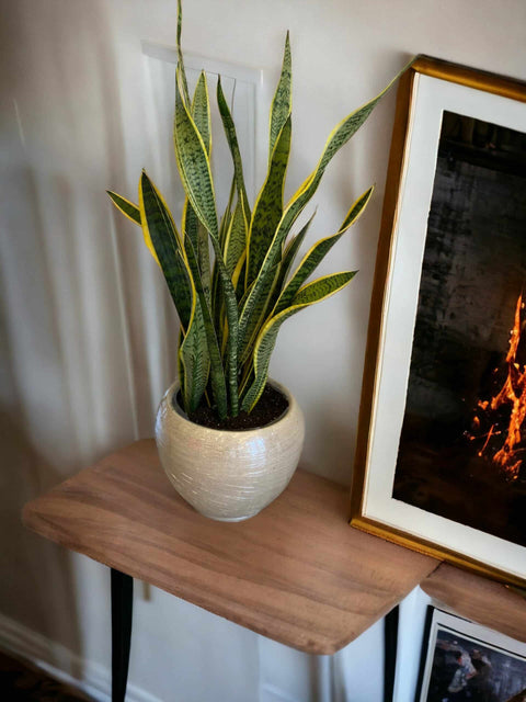 Paşa Kılıcı Peygamber Çiçeği - Sansevieria - Kılıç Çiçeği (95 Cm)