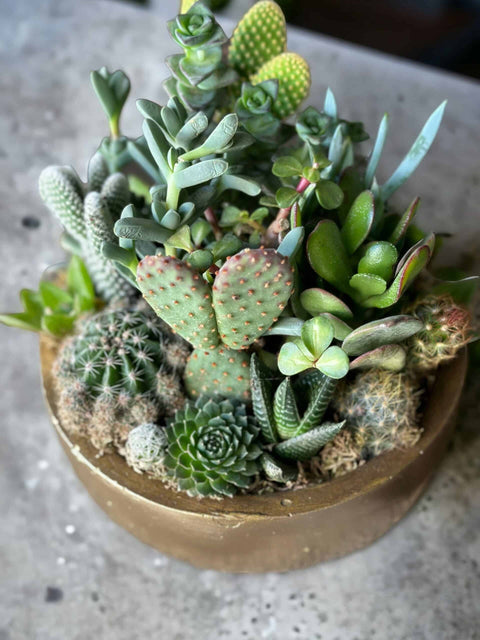 Sculent and Cactus in Ceramic Vase