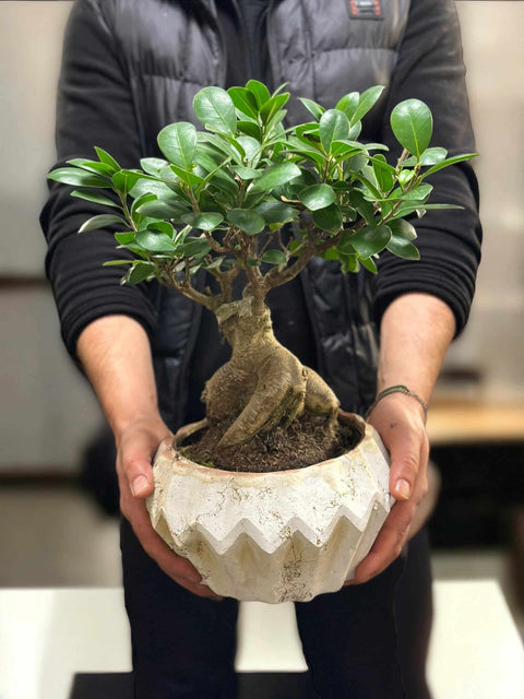 Ficus Bonsai