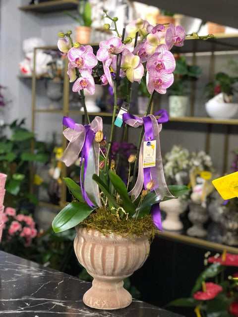 Phalaenopsis Pembe Orcids