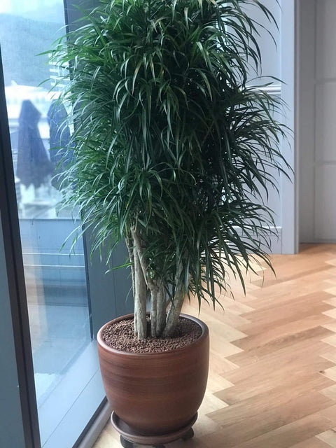 Dracena Anita